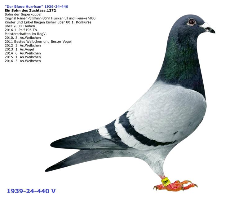 Vögel Hurrican