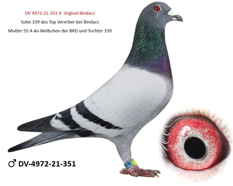 Zuchttaube